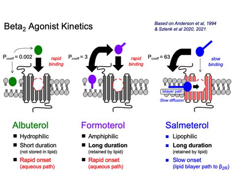 is albuterol a beta agonist|Beta.